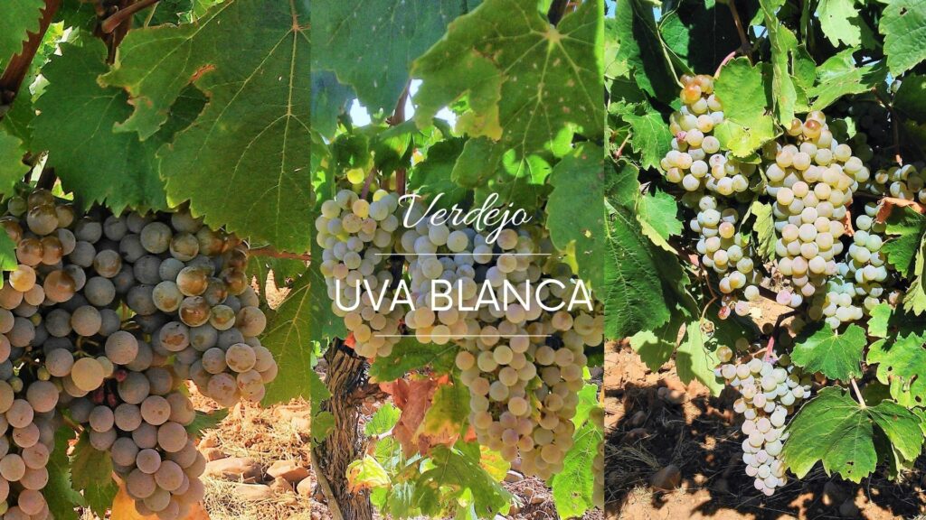 Racimos de uva verdejo