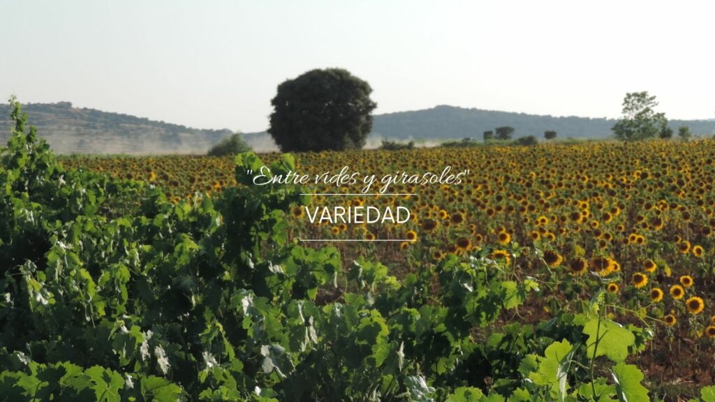 Campos de vides y girasoles